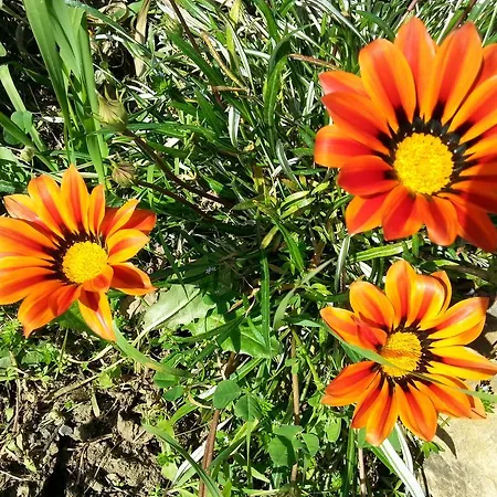 Lavanda チェファル