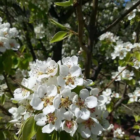 Lavanda ヴィラ チェファル